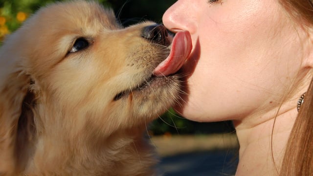Dogs’ Mouths Harbor Parasites Associated With Humans, Revealing a Potentially Overlooked Source of Cross-Species Parasit
