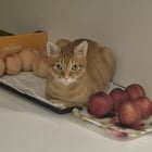 Our household's peach guardian cats

— u/PutFair8191