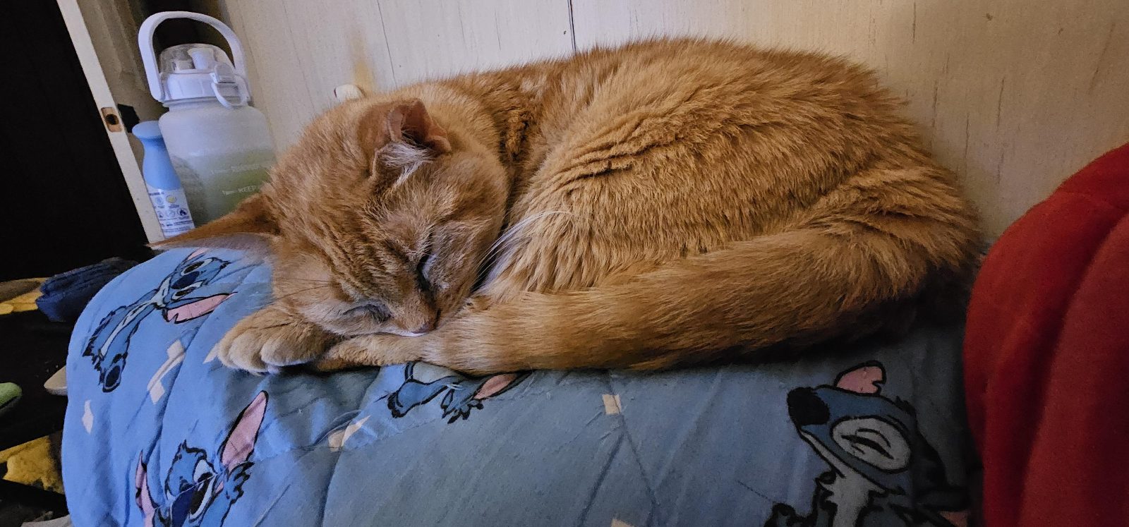 My 17yr old princess named Lilly who loves to steal my pillow

— u/straightxedge518
