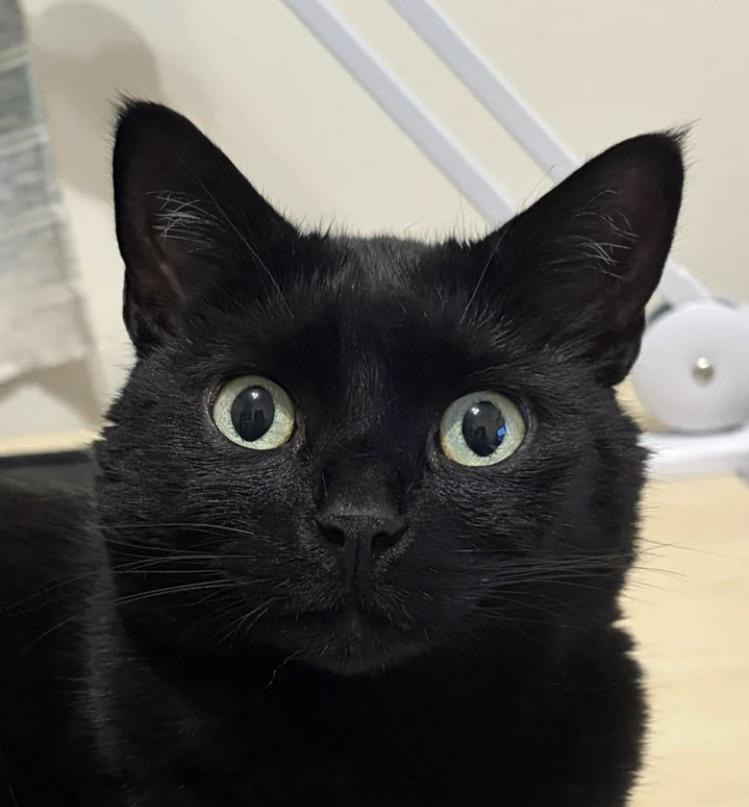 Button eyes 👀 🐈‍⬛

— u/Pleasant-Worry-3428