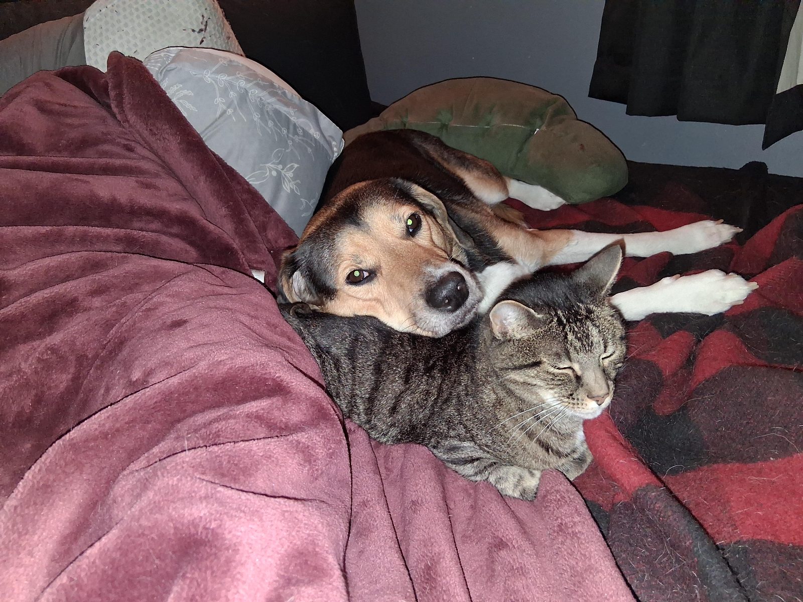 Snuggles part 2

— u/taiger4791