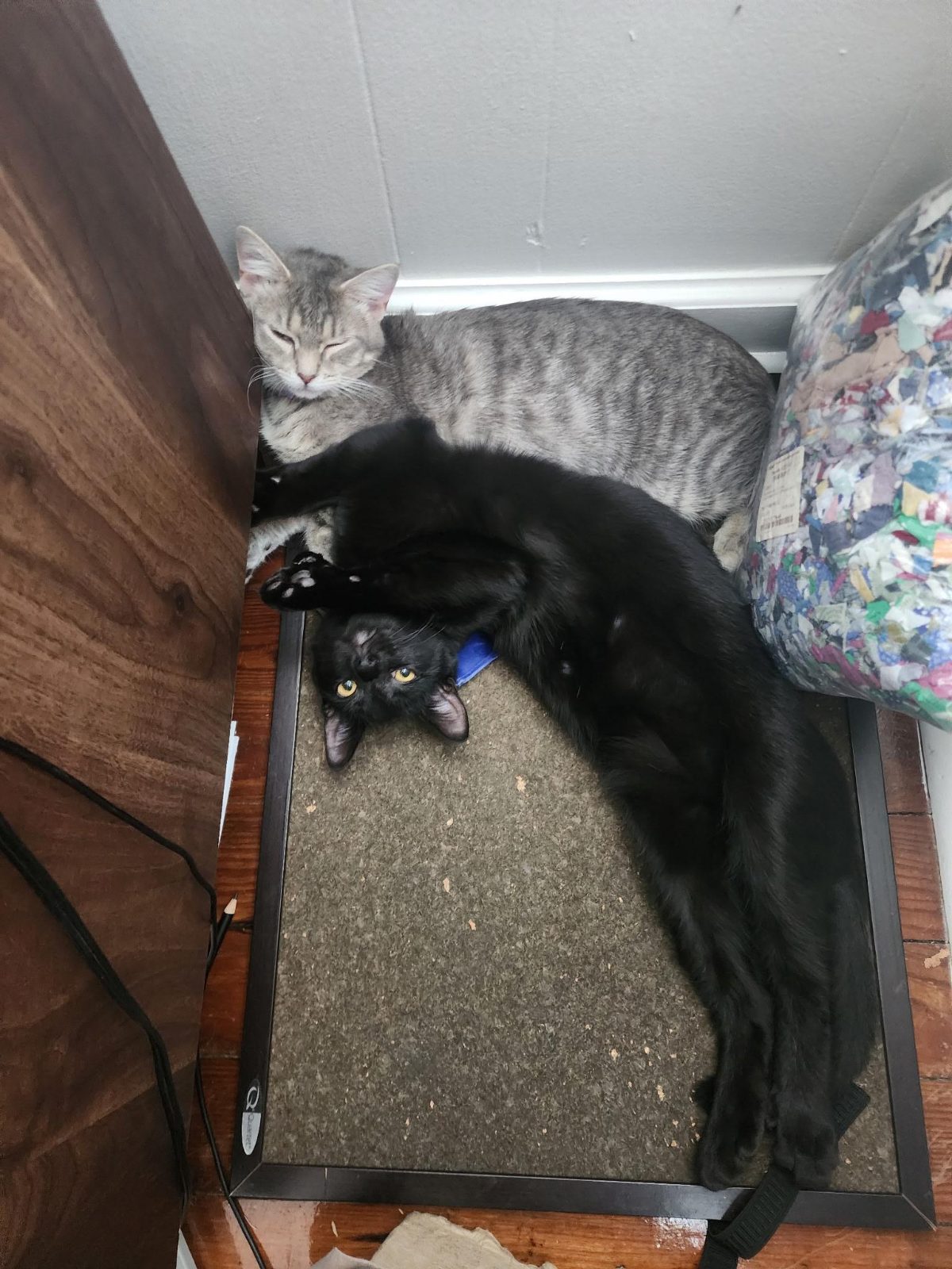 #freethecatnips

— u/ShadowSpecter14