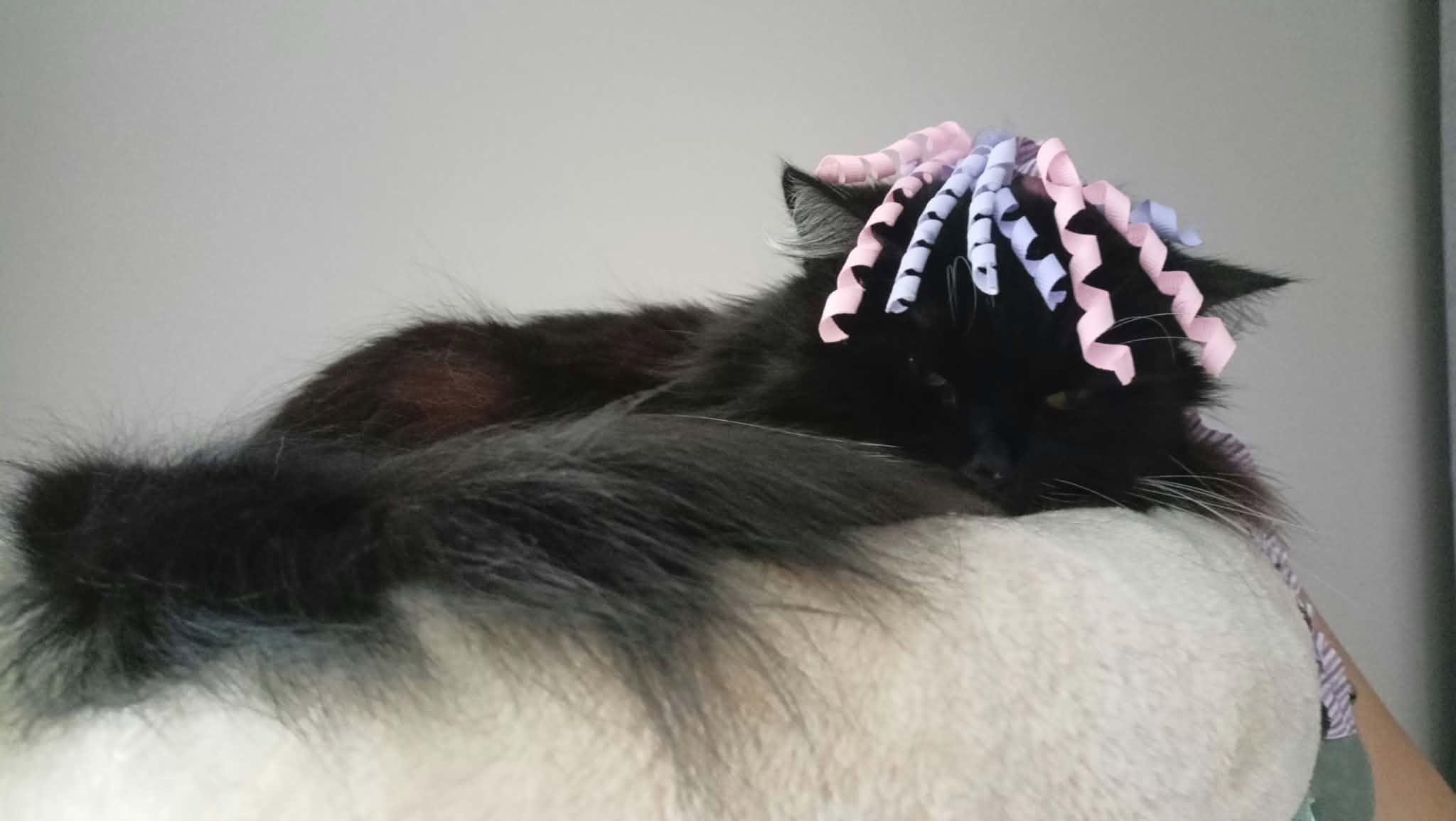 My cat was looking a little too grumpy, so I gave her little hat. (She kept it on for whole 10 seconds!)

— u/Michal93