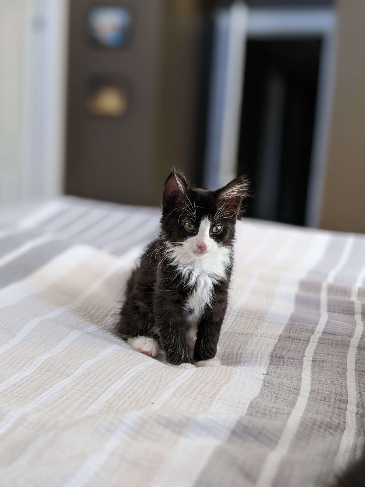 We may have found the cutest kitten

— u/serendib