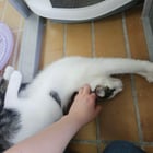 Berlioz from our shelter loves to “help” us clean the indoor catio ❤️❤️❤️

— u/sonia72quebec