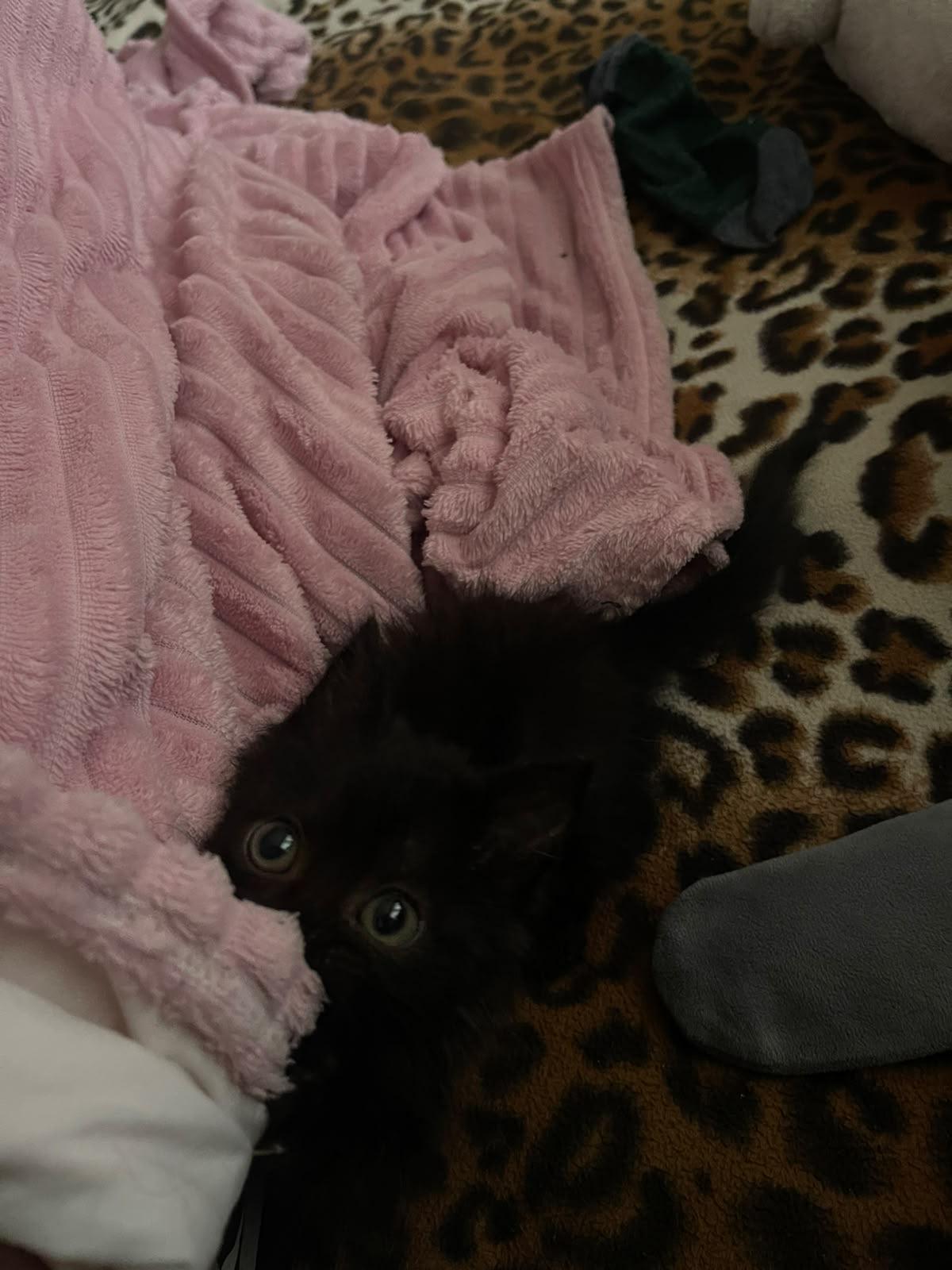 Little eyes 🥹🖤

— u/paupaupau_linaaa