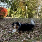 Fall in full color here in WNC. Tula is enjoying every second of it

— u/enjoiYosi