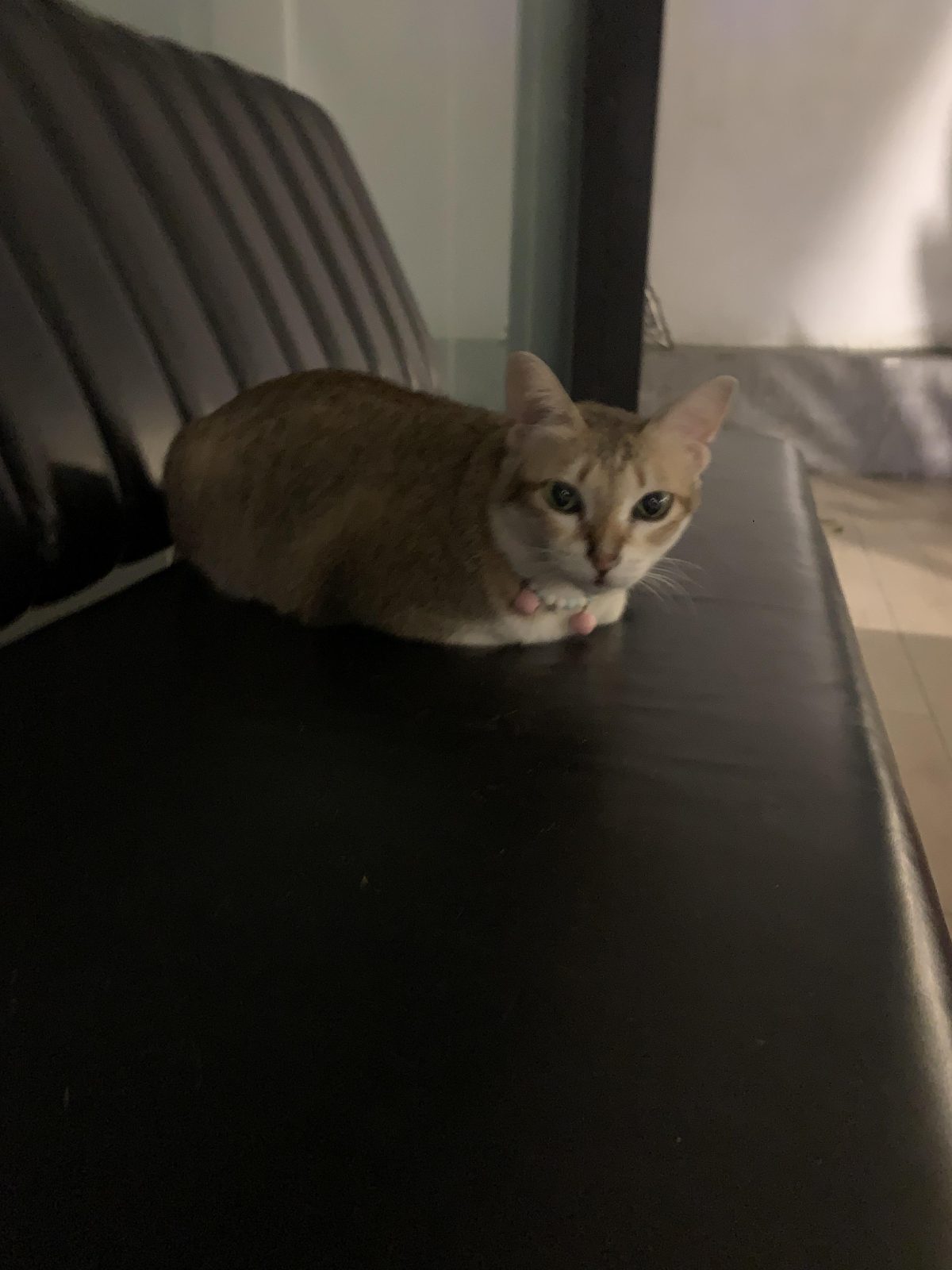 cat loaf

— u/khoincidence