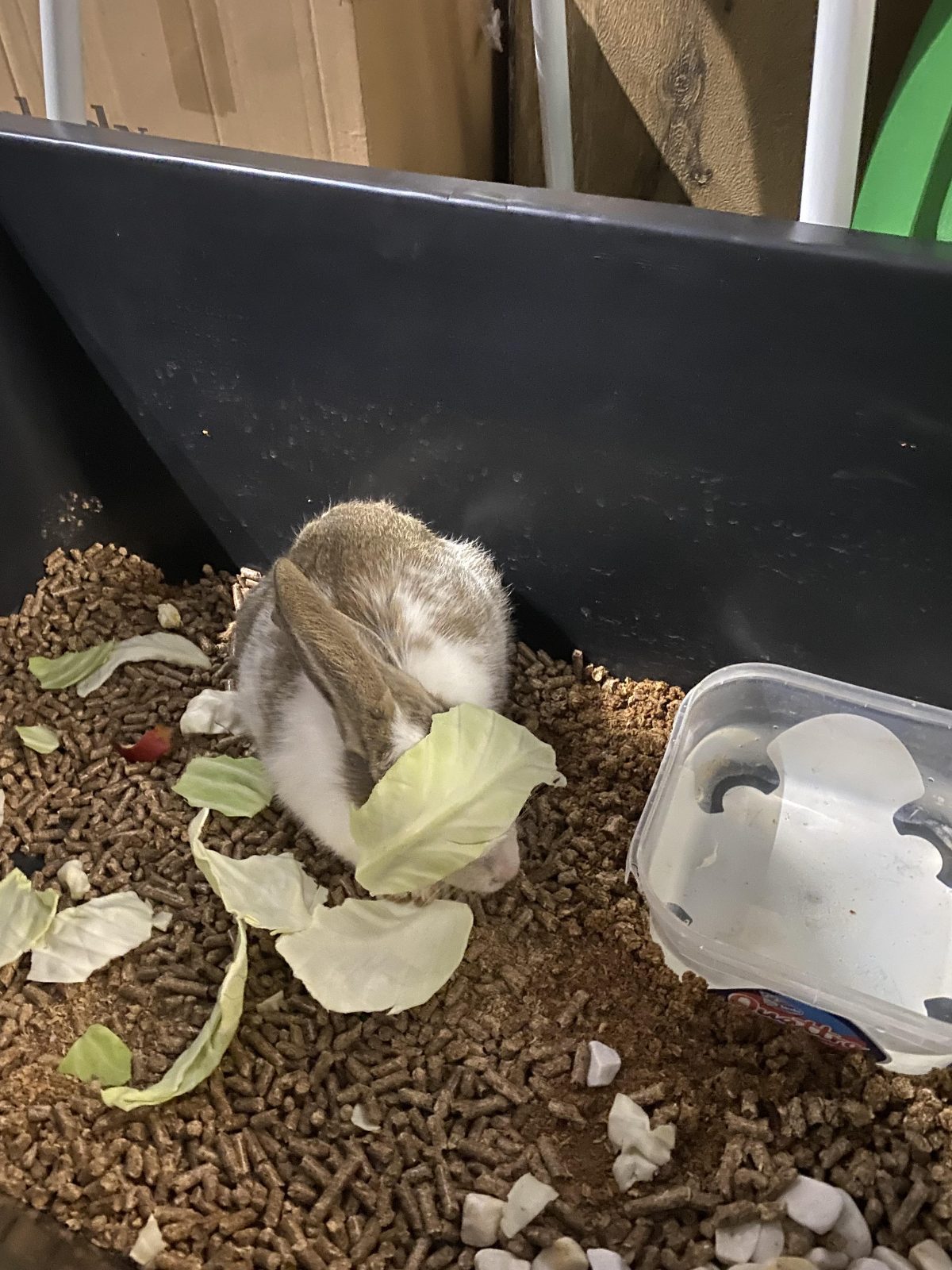 Our office bunny has encountered a minor technical difficulty

— u/TukuLee