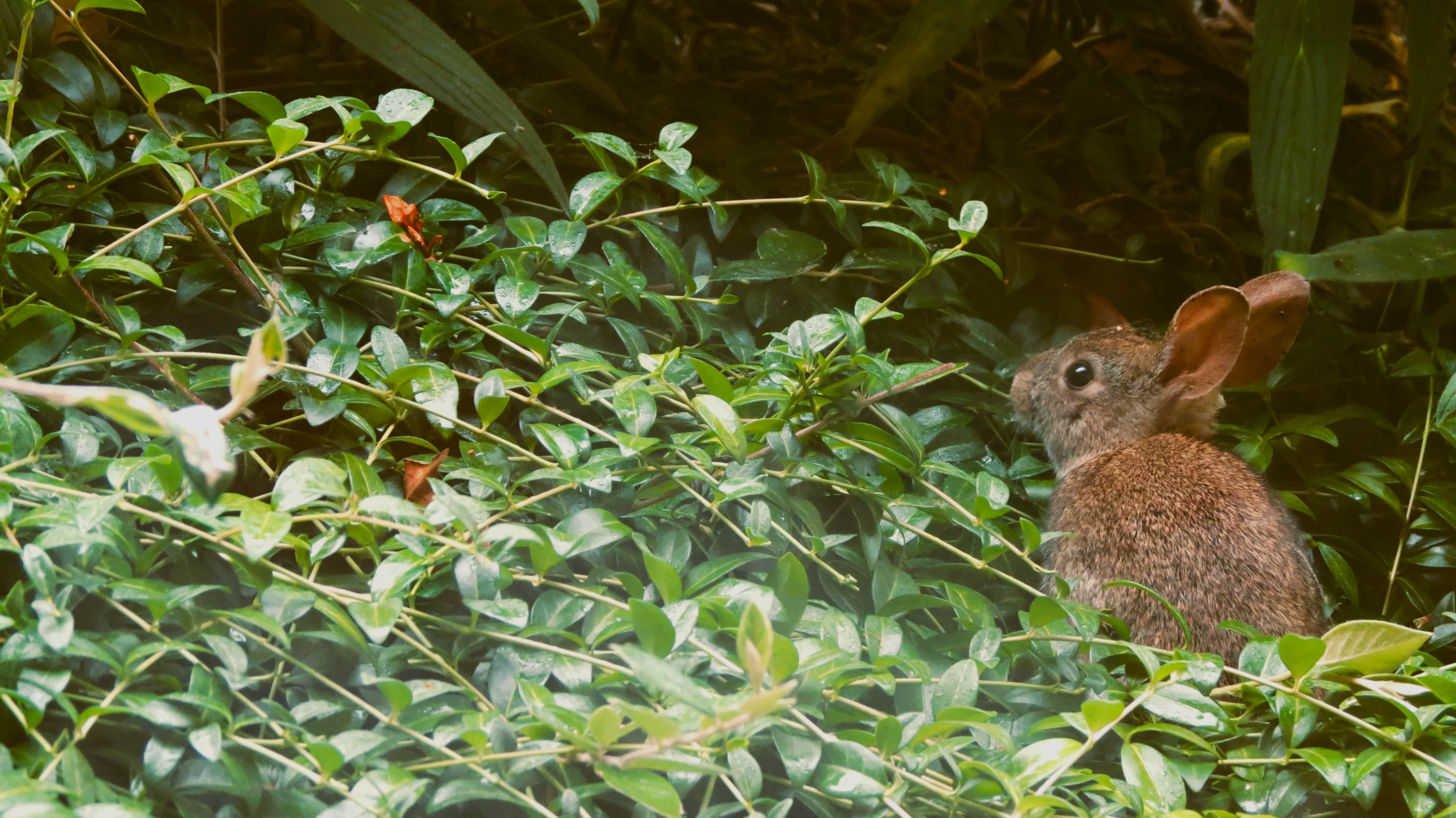 [OC] Lil bunny

— u/ForwardCantaloupe