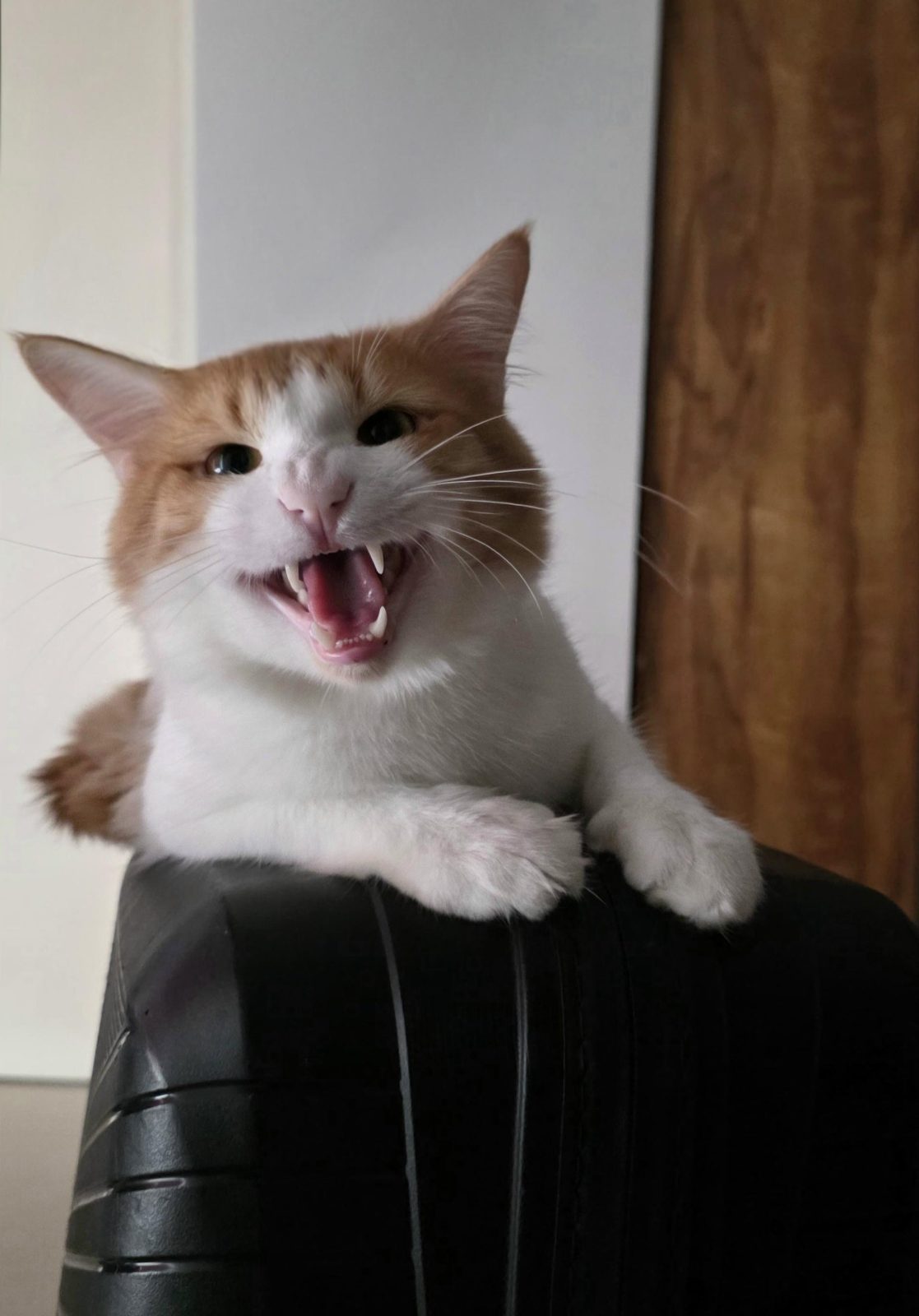 ​I said YOU. ARE. NOT. LEAVING. 🧳😾

— u/_sunshine8