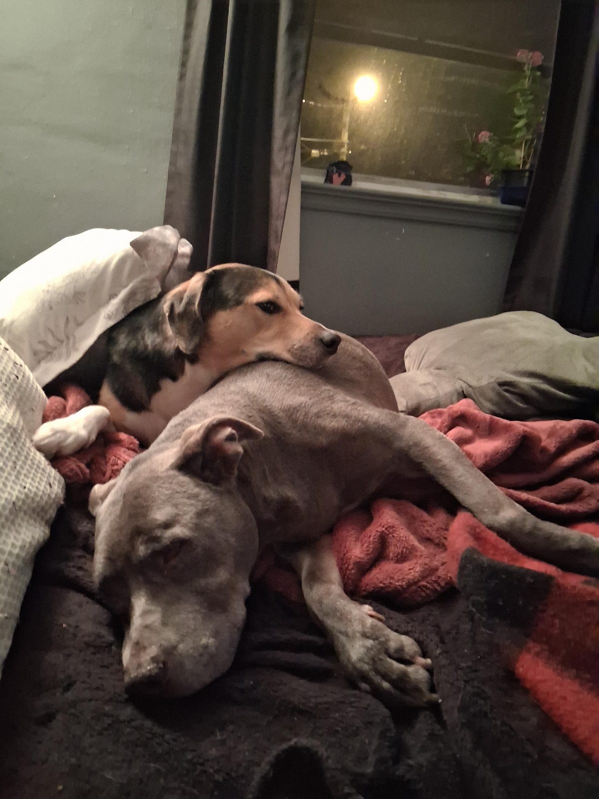 Snuggles part 1

— u/taiger4791