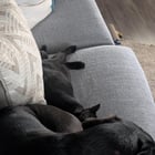 Termite trying very hard to befriend the dog

— u/Trick-Sheepherder-70