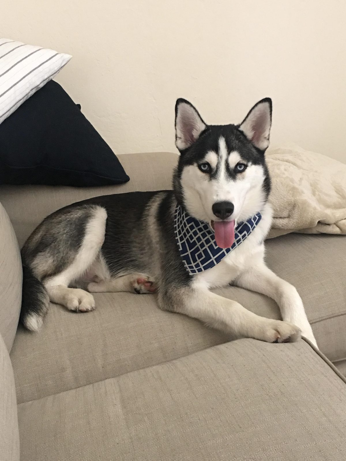 My Husky!

— u/Specialist_Mall2170