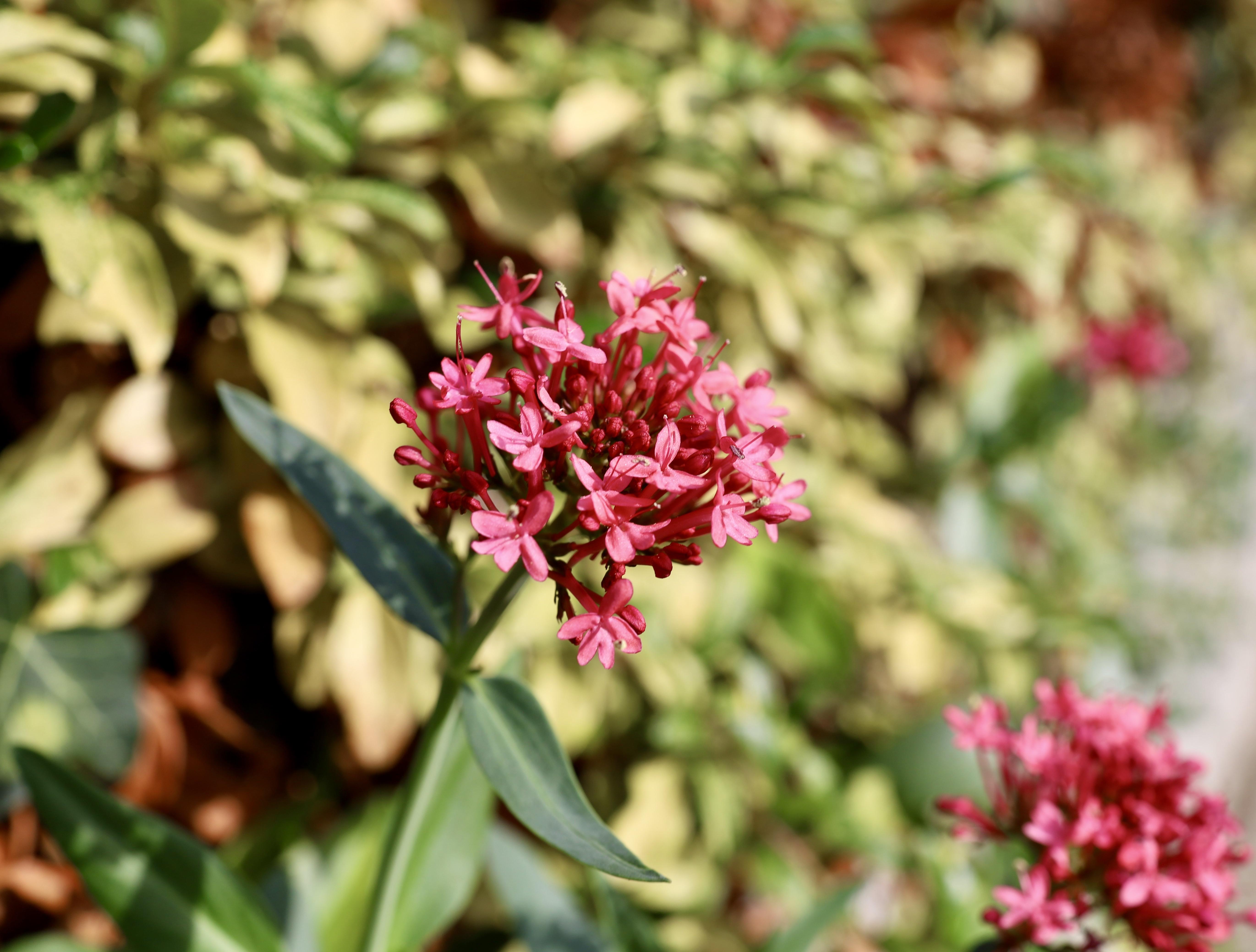 [OC] Red Valerian

— u/Niyoki007