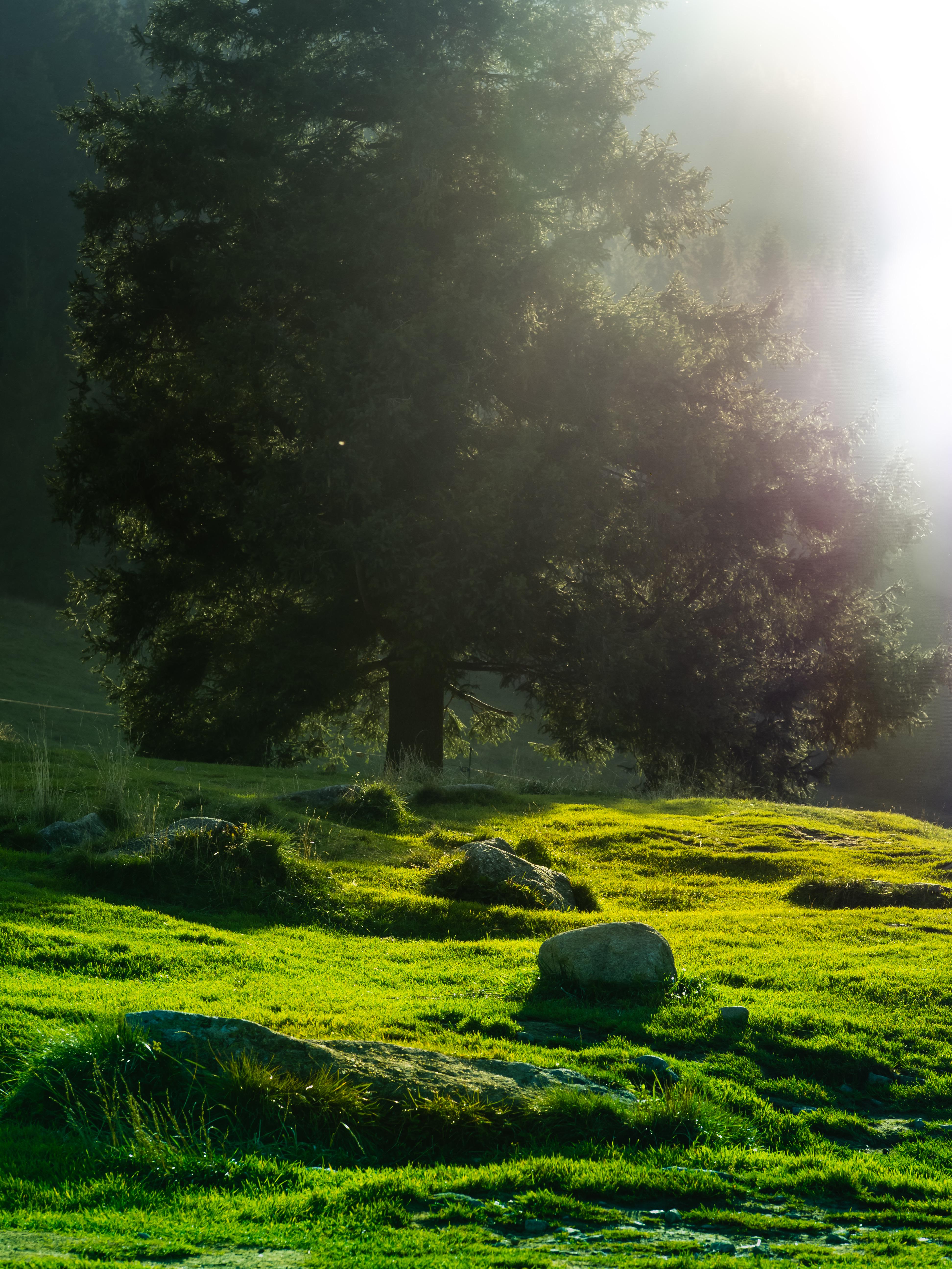 On a glade in Tatra Mountains, Poland [3888x5184] [OC]

— u/StiopaK