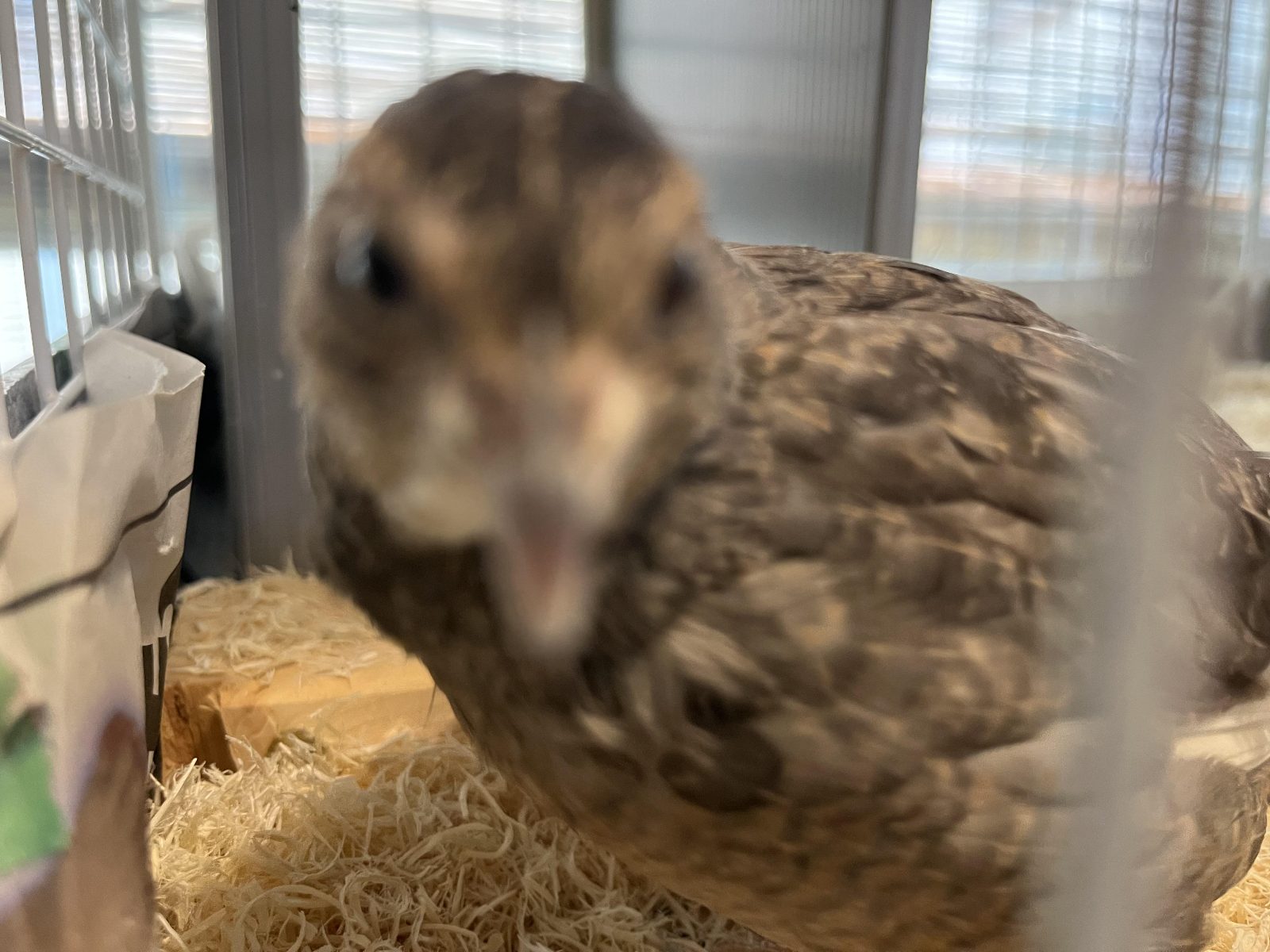 This is my pet quail. She loves tofu.

— u/More-Fee-7269