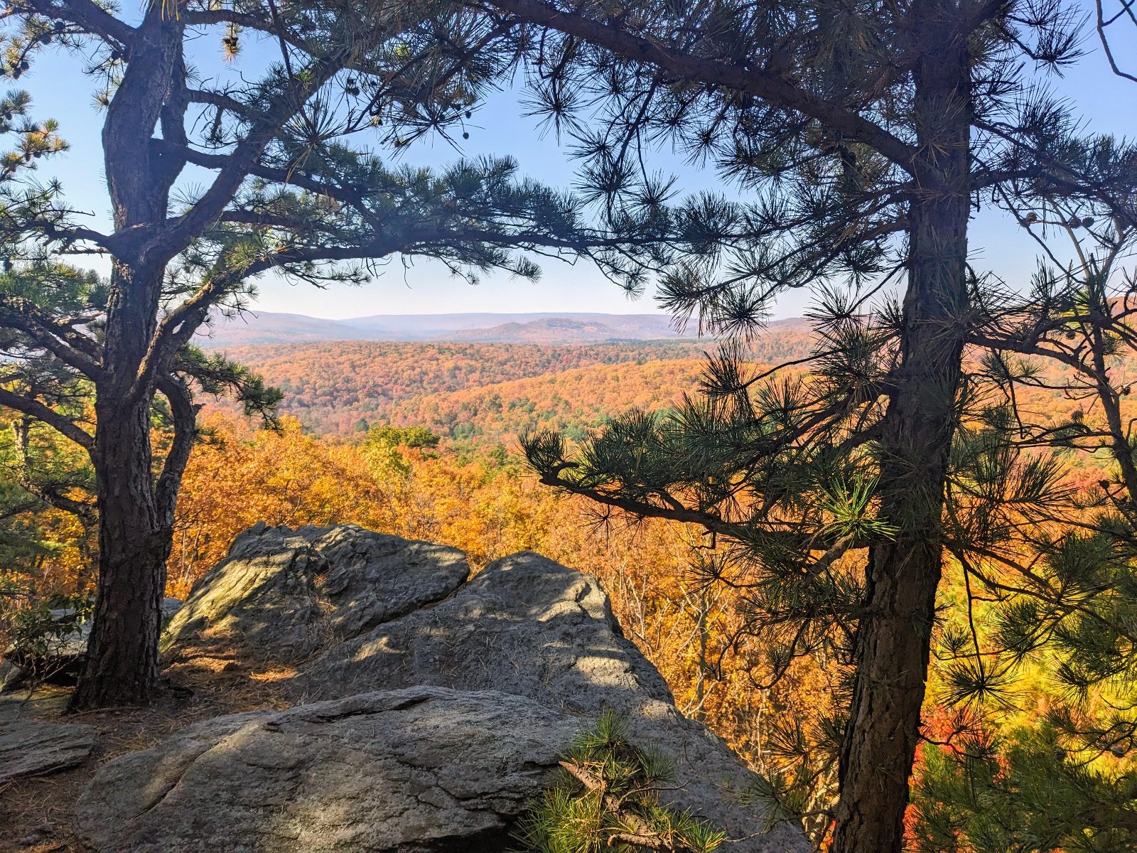 Michaux State Forest in Pennsylvania, USA (OC) [4032x3024]

— u/4oclocksundew
