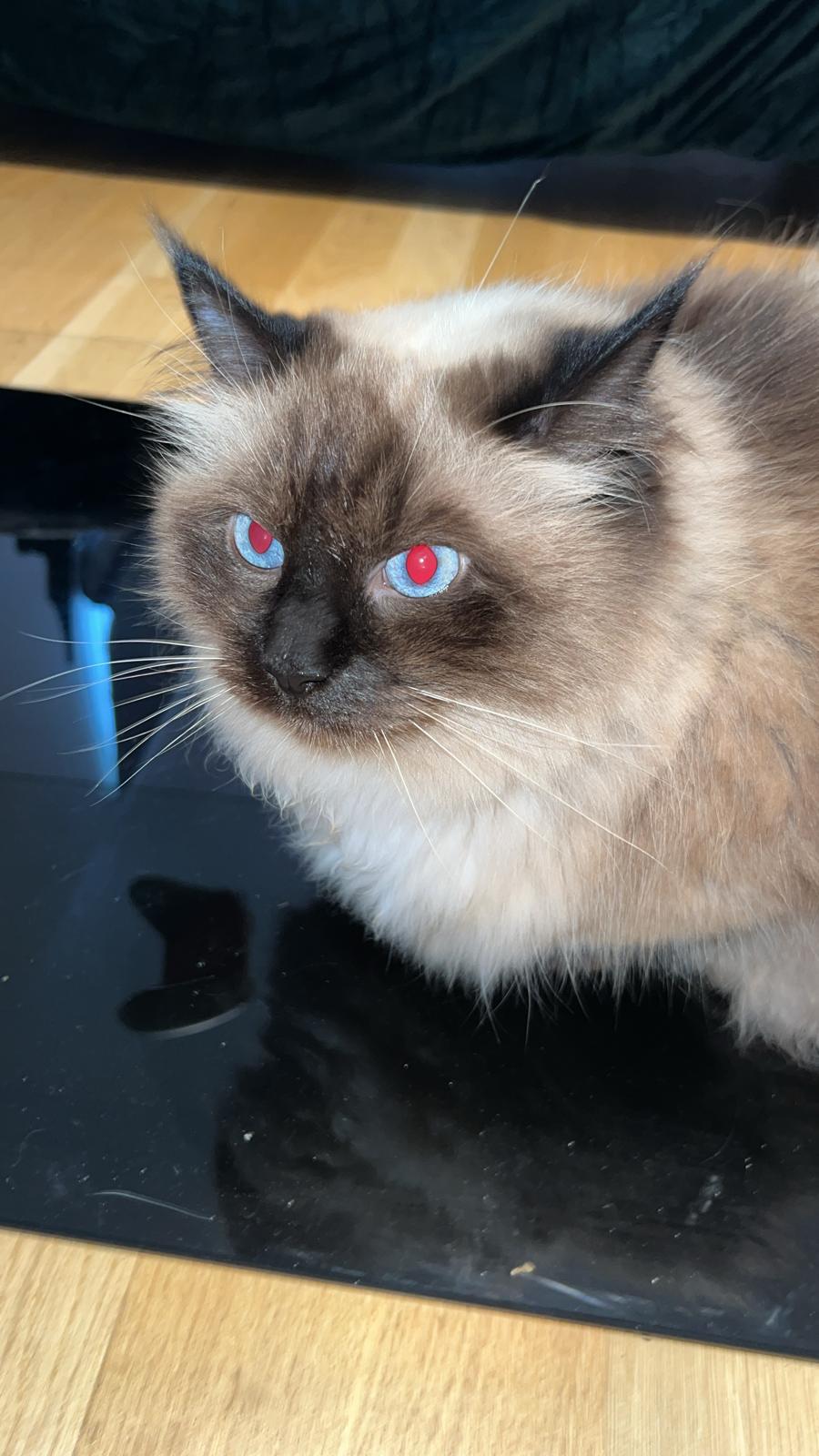 theres something evil behind those eyes....

— u/More-Prior885