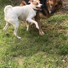 My indie loves to bully her sibling (he’s 9)

— u/ramificashuns