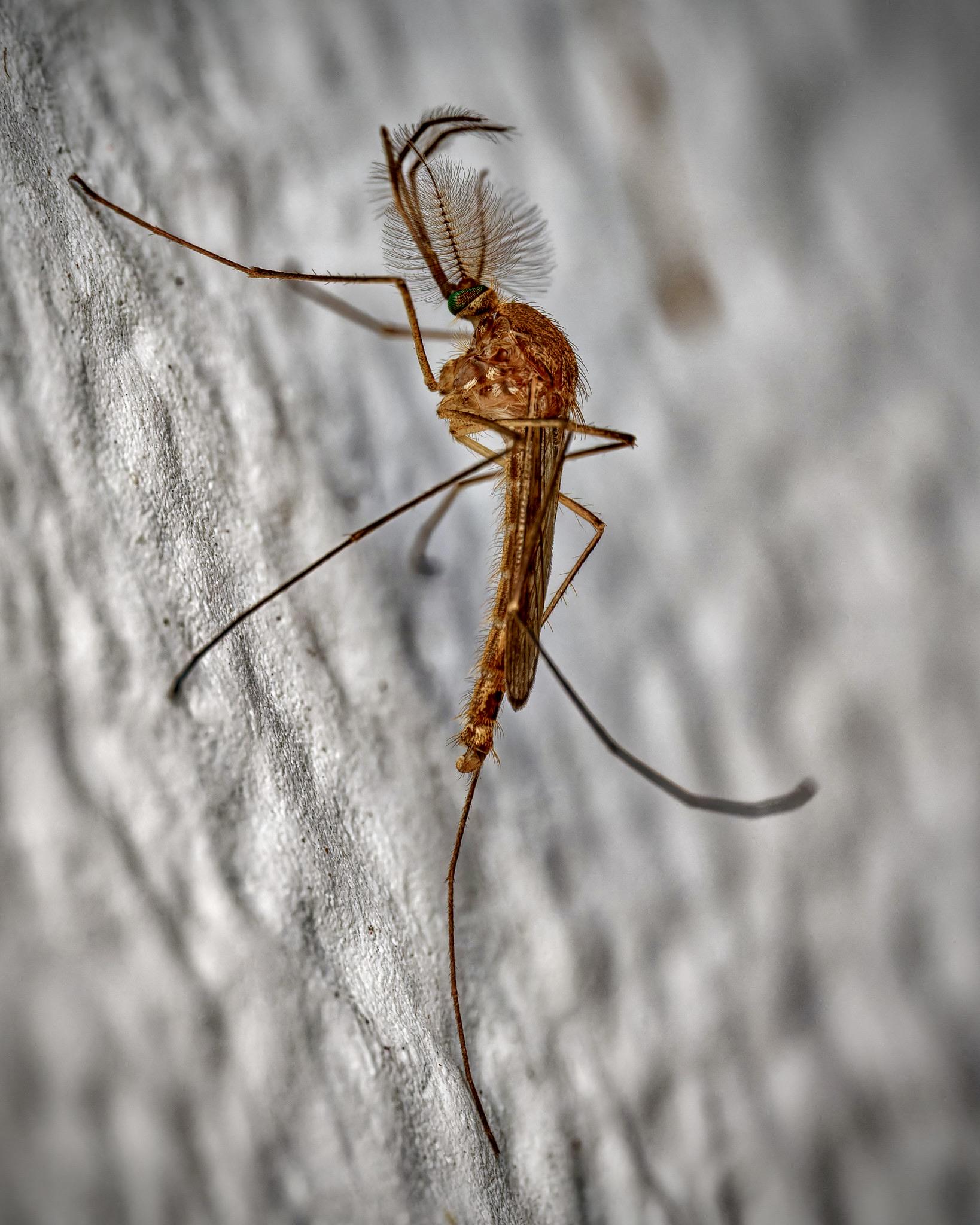Male Culex mosquito on a wall, Donja Bebrina, Croatia [OC]

— u/NanzaDK