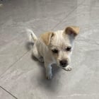 The transformation of the straydog I adopted over the course of a year

— u/Federal-Okra9084
