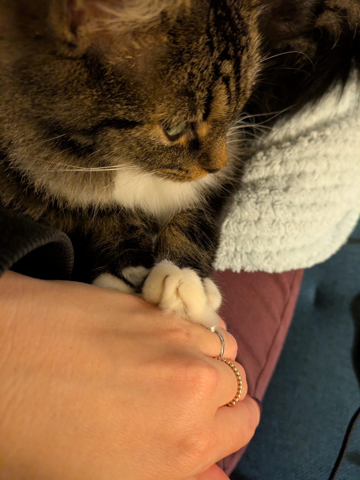 Her little paws on my hand!

— u/Familiar_Stick2575