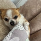 Just a little girl enjoying her cozy afternoon. 💕

— u/GirlNari