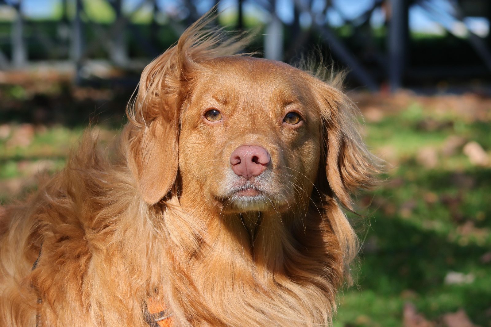 Doggo modeling

— u/skyflyer8