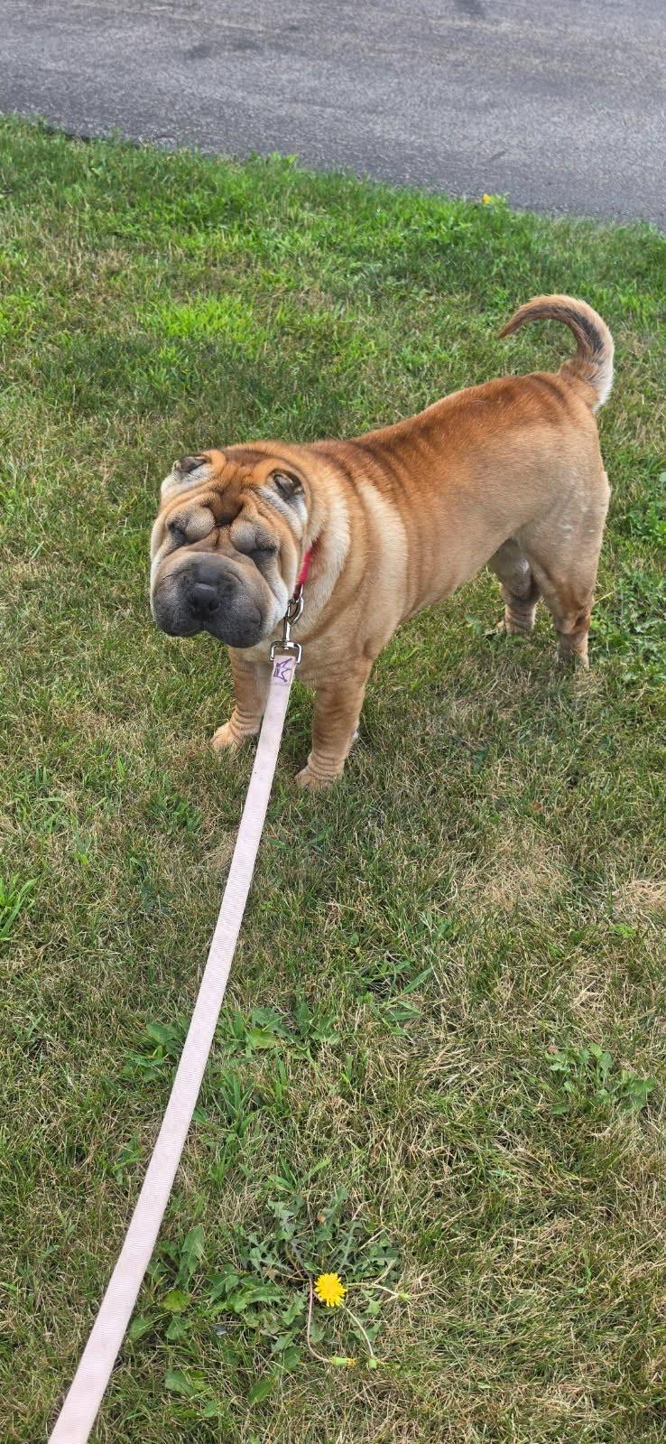 She agreed to a walk. She did NOT agree to paparazzi. 🙄🥰

— u/Illustrious-Coast893