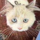So in love with this rescue girl 🥛☁️🧺

— u/sedu_j