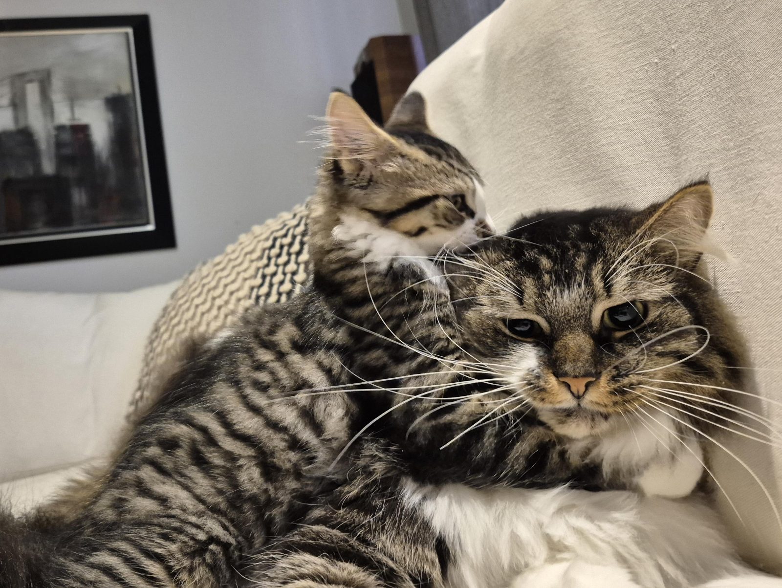 Paco loves his little brother, but sometimes, he's had enough.

— u/SugamV