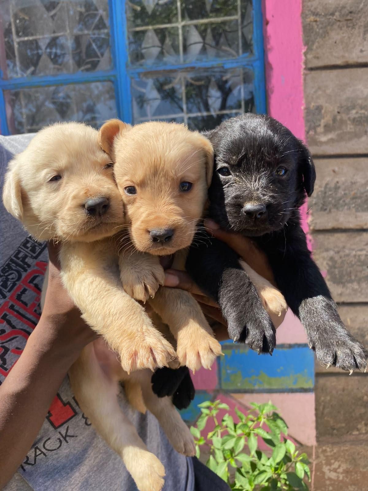 Meet my new friends

— u/Candid_Fuel4241