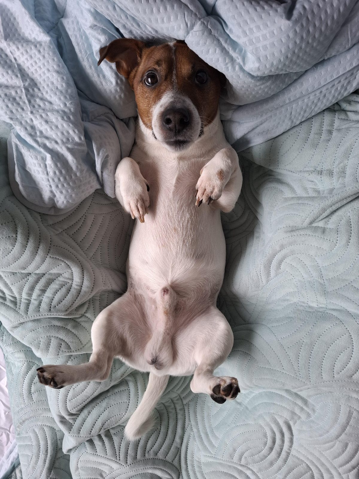 Ready for belly rubs

— u/Ivaylo_87