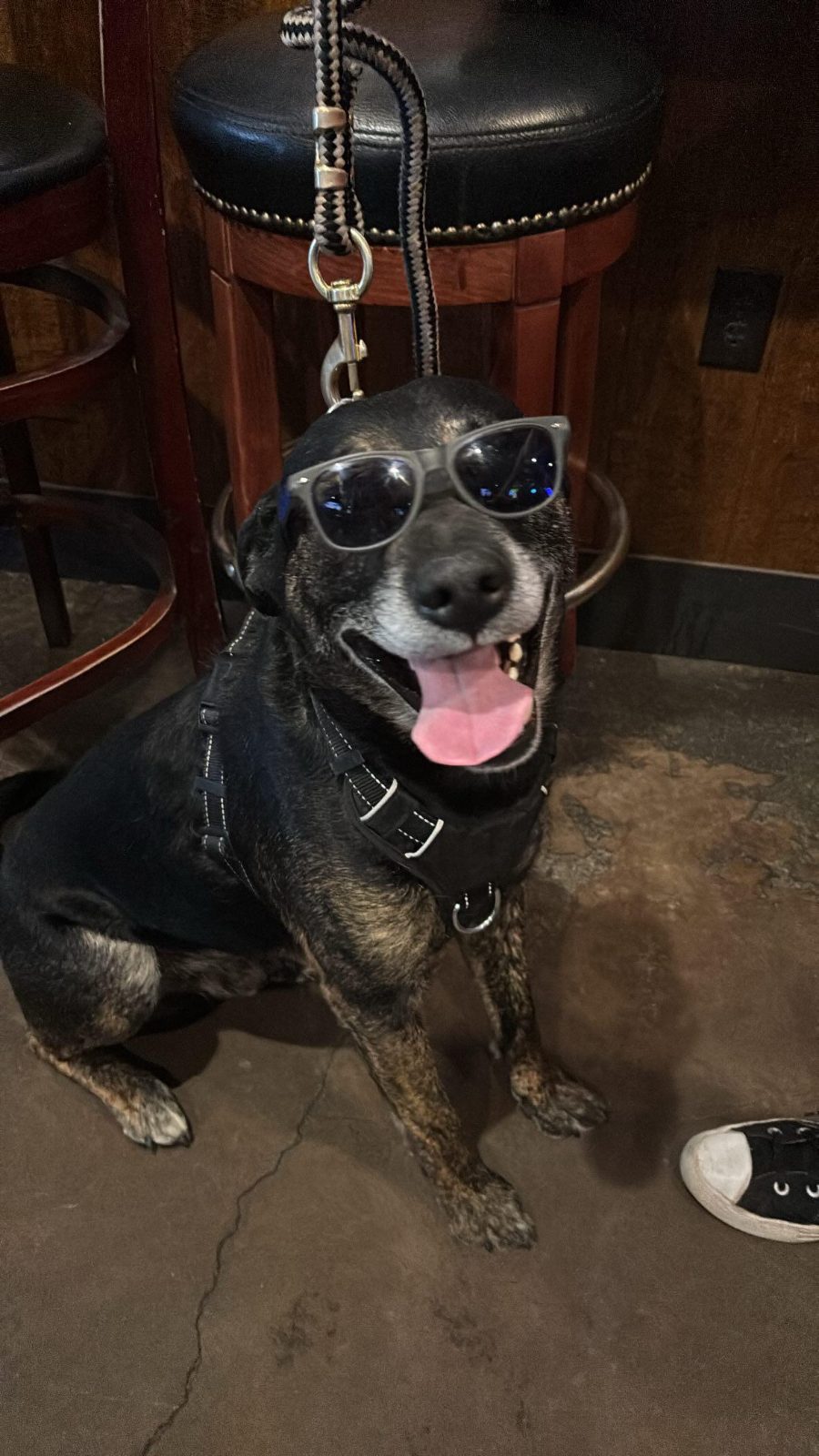 [oc] Hank at a bar in South Lake Tahoe

— u/pretty_littlemenace