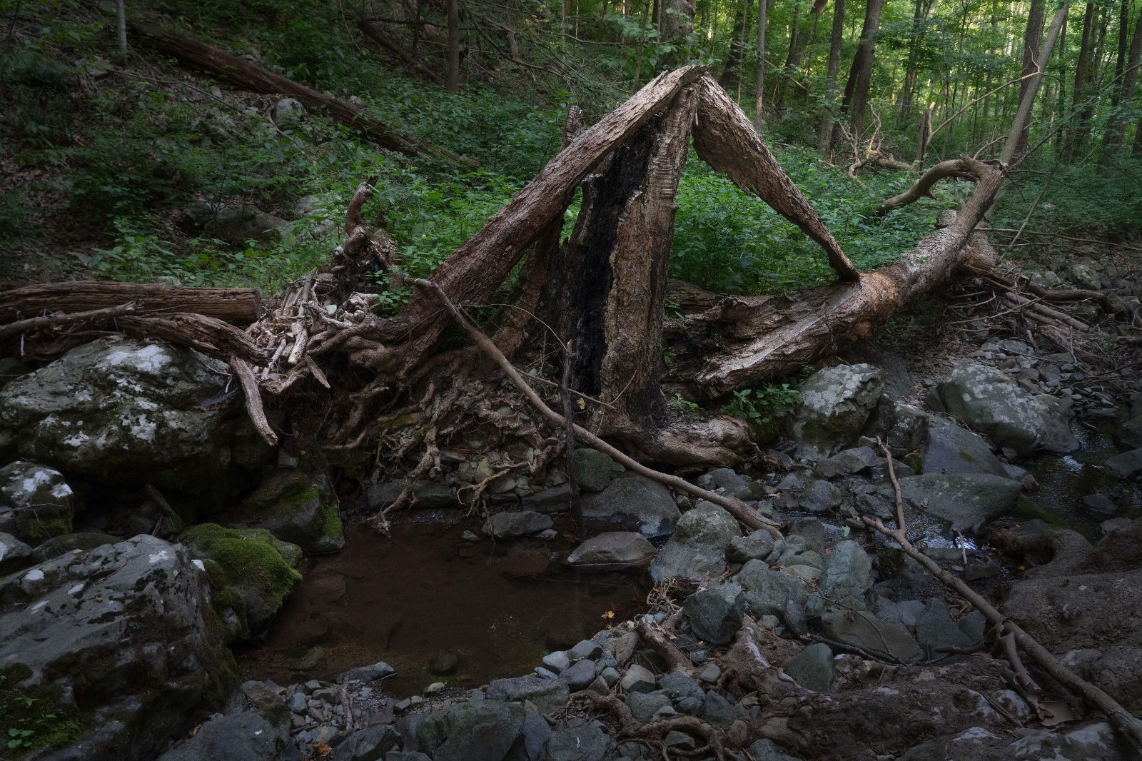 Fallen Tree in Shenandoah [4898x3266] [OC]

— u/intricatexplorer