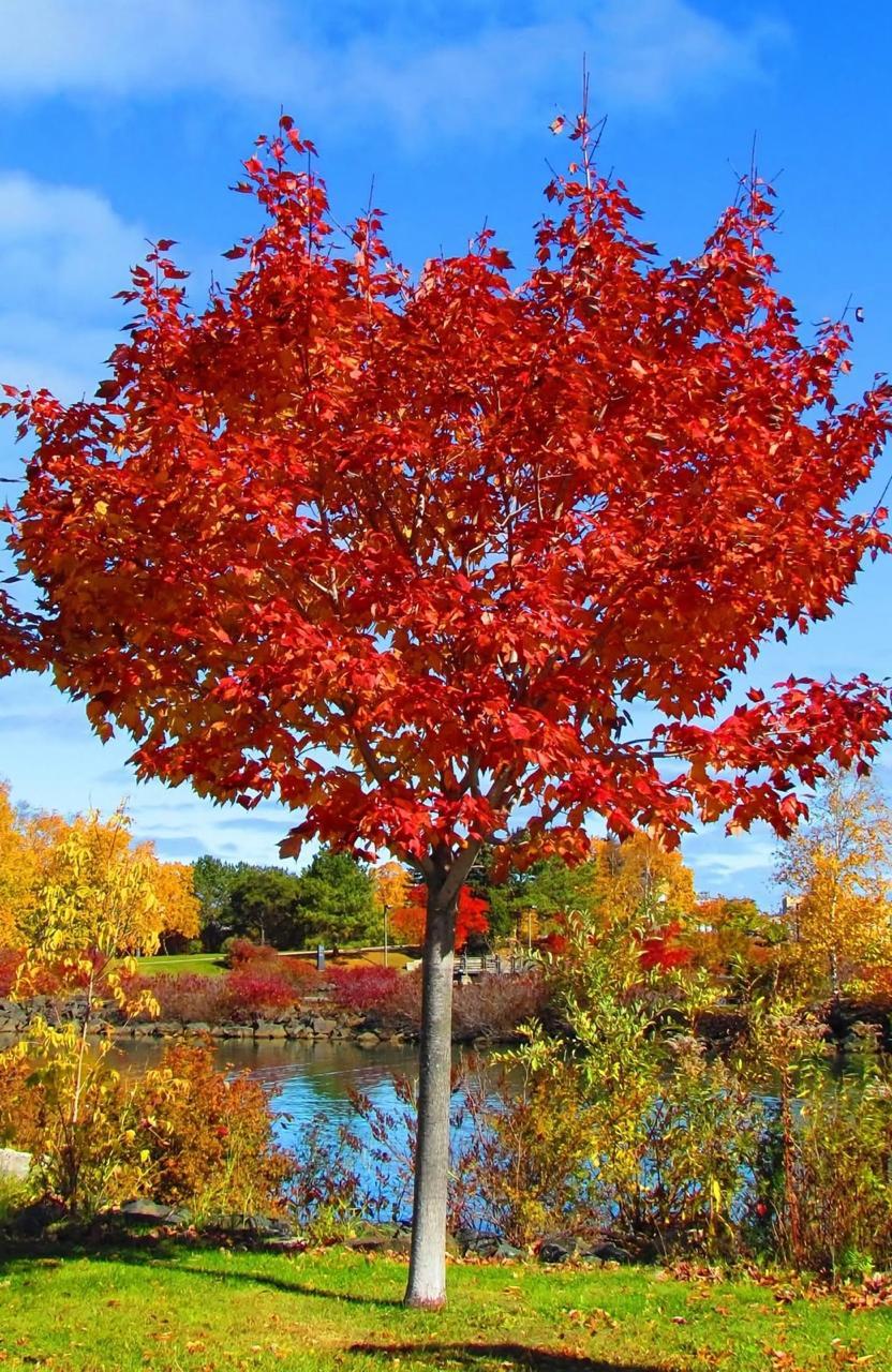 A ❤️ Tree [OC]

— u/Formal-Juice-3671