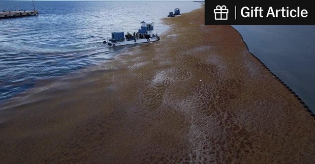 The Ocean ‘Was the Color of Chocolate.’ Mexico Declares War on Seaweed (Gift Article)

Ссылка: https://www.nytimes.com/2