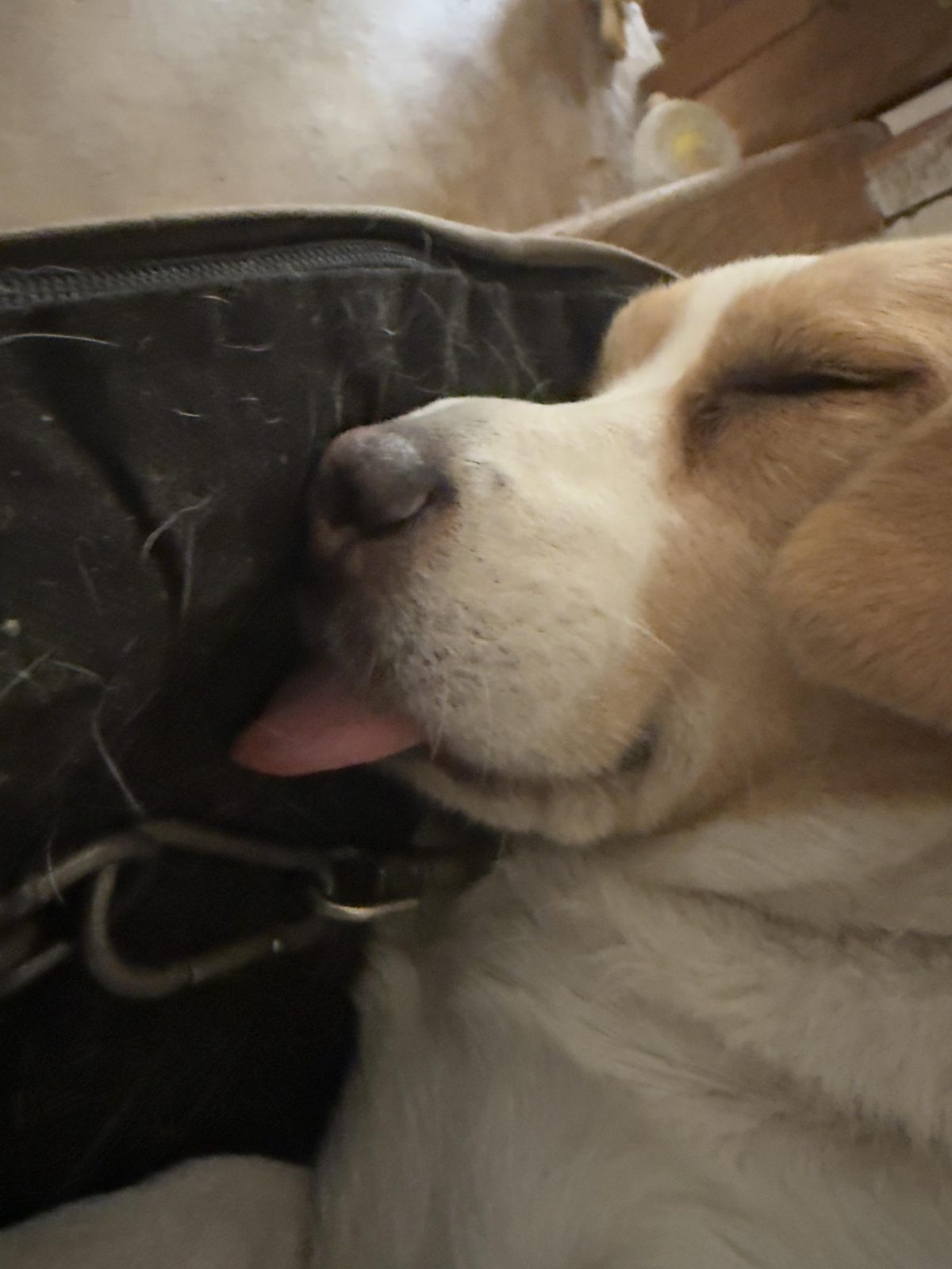 My dog always sleeps with his tongue out and it looks so cute🥹

— u/ConfectionOld9104