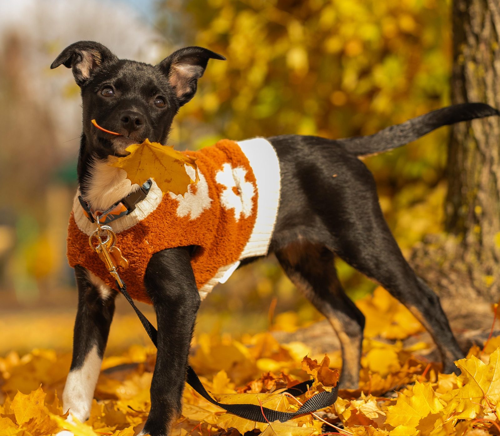 Turns out Boots loves leaves!

— u/1kWordsDigitalMedia