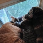 New kitten (Hades) has been doing great with his brother (apollo) and sister (Artemis)

— u/JCambly
