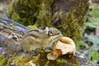 A little forest squirrel enjoying a mushroom in Yunnan, China

— u/ViajarASinMiedo