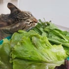 My pet who loves vegetables

— u/PutFair8191