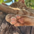 Saw a cute kitty sleeping outside, wanted to photoshoot it

— u/k_carmZ