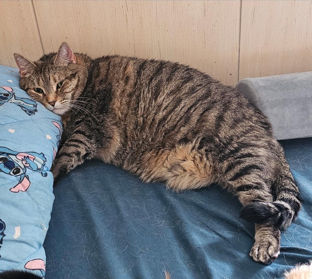 My chonky cat named Emerald

— u/straightxedge518