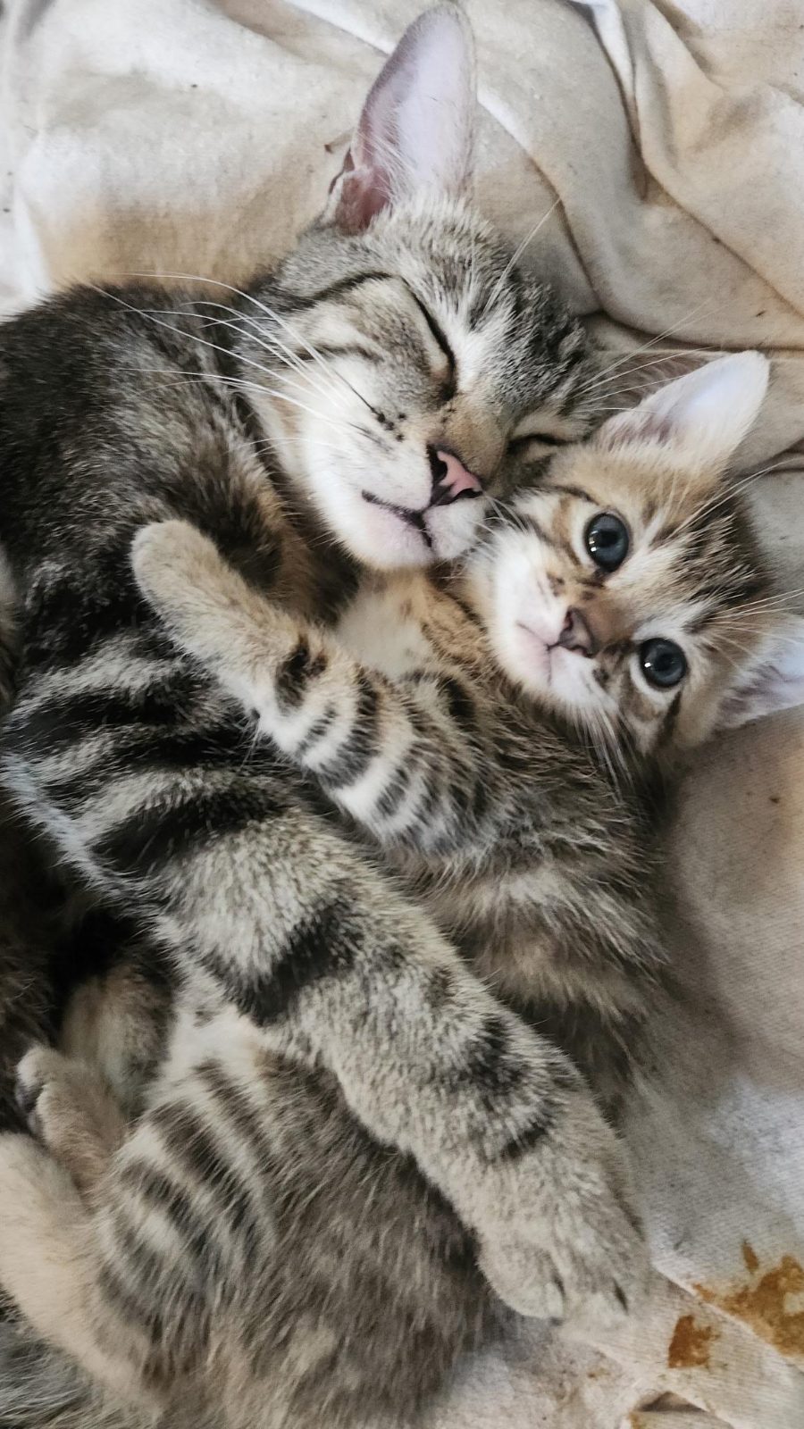Tired Mama with her baby

— u/PapayasUra