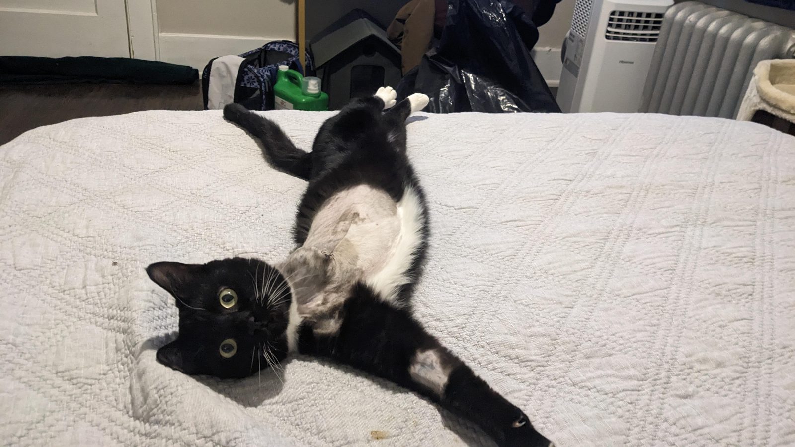 Bernard when I adopted him 3 years ago from the humane society I worked at.

— u/Cannabrewer
