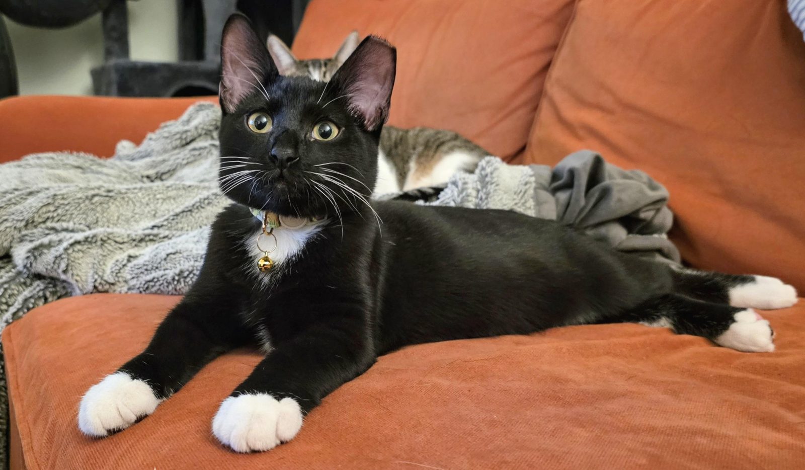 Phil: Baby House Panther.

— u/BlondeRed
