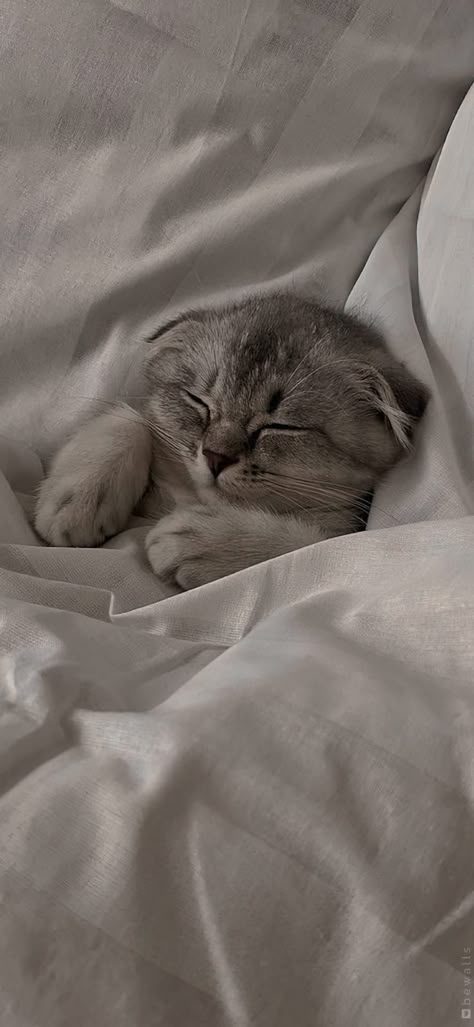 Cat having the best nap of her life

— u/FriendlyInterview943