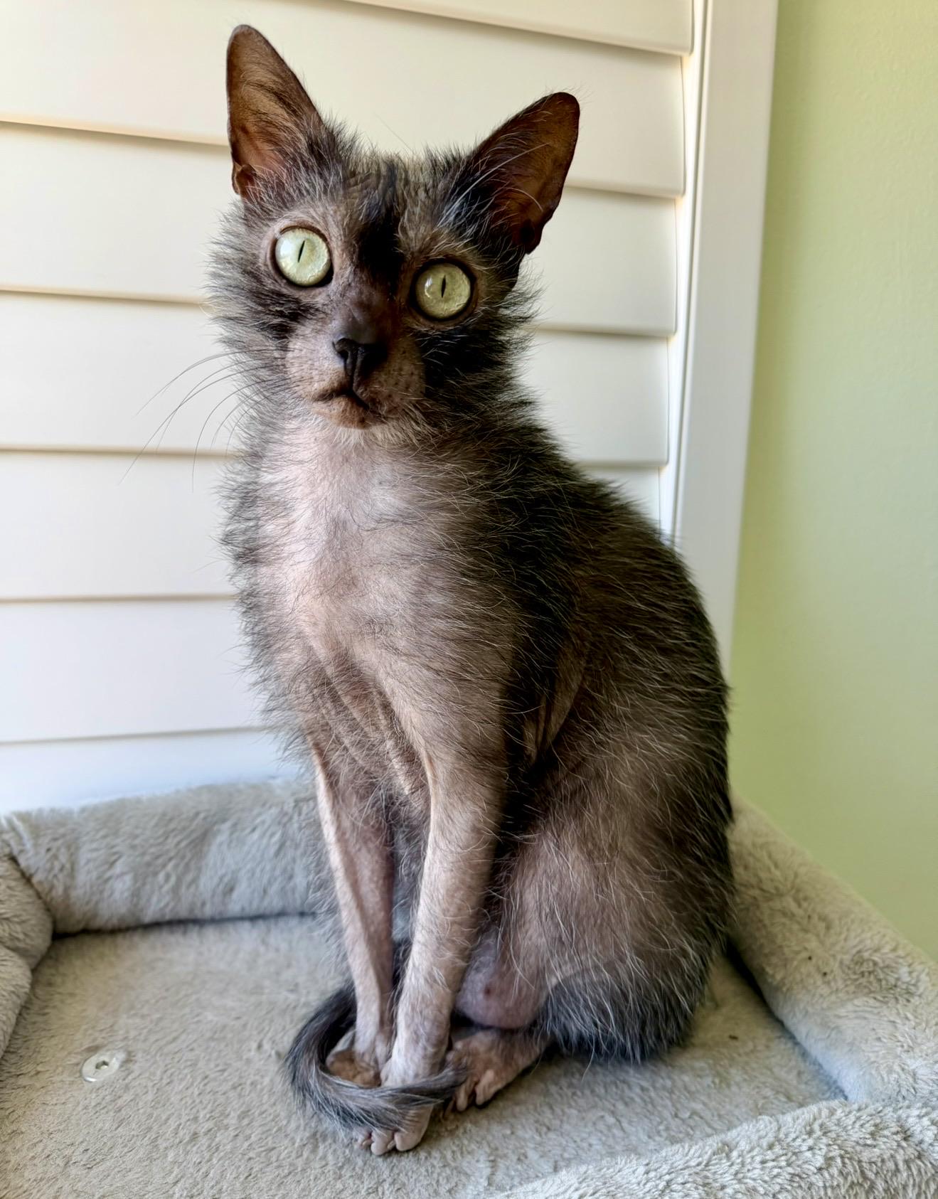 A little bit witchy, a little bit wolfy, and a whole lot of spooky. 🎃🌙

— u/throwawayfeelings7